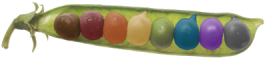 picture of peapod with colorized peas